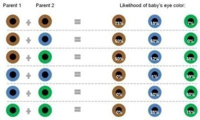 eye color paternity test