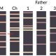 paternity testing gel electrophoresis